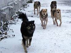 На пригород Уральска надвигаются полчища диких псов