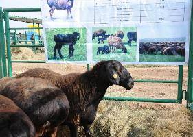 Южноказахстанские ученые вывели новую породу овец