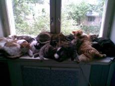 В Павлодаре женщина, которая содержит в квартире около 50-ти кошек, выиграла суд