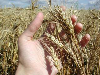 В Акмолинской области тысячи гектаров неубранной и тонны уже собранной пшеницы остались под снегом