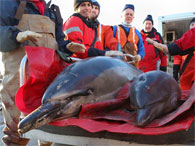 Массовое самоубийство дельфинов в США - более 60 особей выбросились на берег