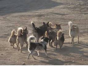 Коммунальщиков Семея обязали выплатить компенсацию за скот, который загрызли бродячие собаки