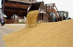 Продкорпорация увеличила цену на закуп зерна