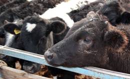 Поголовье крупного рогатого скота и свиней в Казахстане в 2011 году снизилось