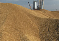 Переходящий остаток зерна в Казахстане будет максимальным - от 5 до 7 млн тонн