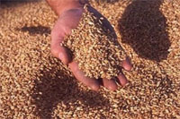 На зерновом рынке ВКО отмечается стабильная ситуация