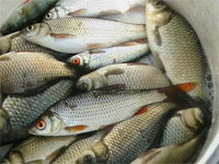 Возле Балхаша задержаны браконьеры с полутора тоннами рыбы