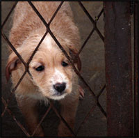 В Алматы на грани закрытия оказался приют для бездомных животных