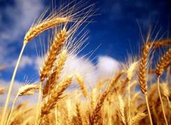 С 2013 года Обзор "Аграрная политика Казахстана" станет доступным в странах ОЭСР
