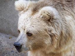 В Кыргызстане осталось лишь 300 бурых тянь-шаньских медведей