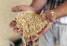 Засуха в России запустила рост цен на зерно