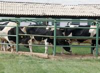 МСХ РК просит ускорить согласование постановления о матпомощи сельчанам на содержание скота 