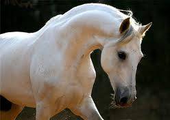 В Усть-Каменогорске прошла выставка породистых лошадей 
