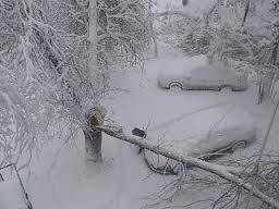 В результате прошедшего в Алматы снегопада упало более 280 деревьев - акимат