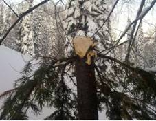 В Восточном Казахстане сотрудники лесхоза промышляли незаконной вырубкой елей