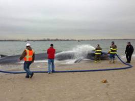 Добровольцы спасают 15-метрового кита на пляже Нью-Йорка