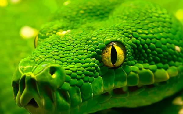 Анаконда - самая большая змея в мире