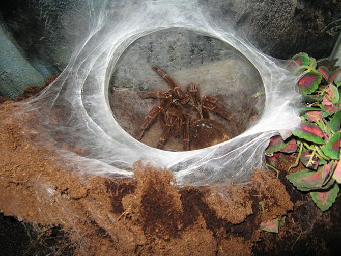 Самый большой паук в мире ᐈ Параграф online.zakon.kz