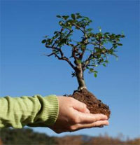 В Павлодарской области в 2013 году высадят свыше 22 тыс деревьев
