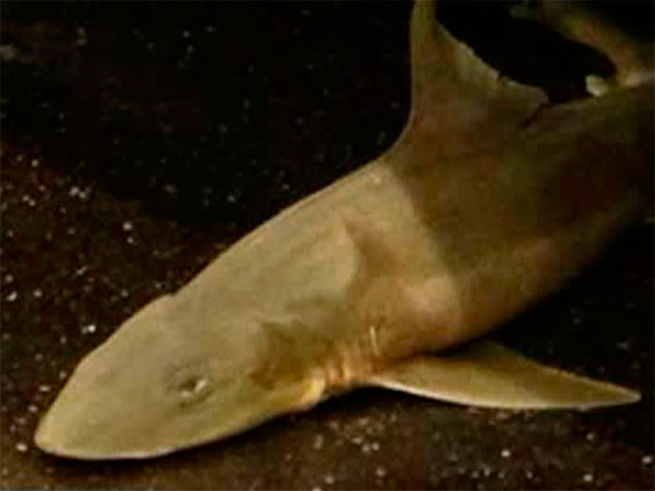В нью-йоркском метро обнаружили мертвую акулу