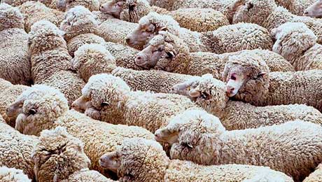Полицейские вернули владельцам 3 отары овец, украденных в мае текущего года